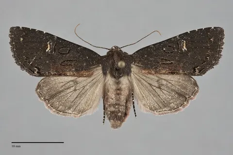 Hillia maida