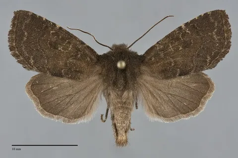 Homoglaea californica