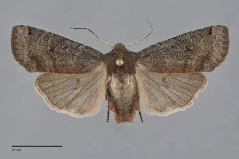 Homoglaea carbonaria