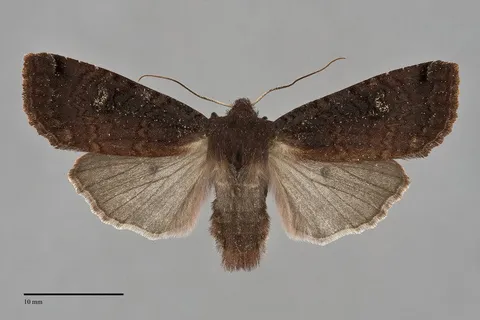 Homoglaea dives