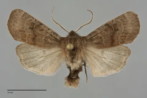 Homoglaea hircina