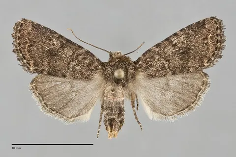 Homorthodes carneola