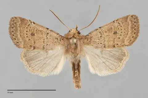 Homorthodes communis