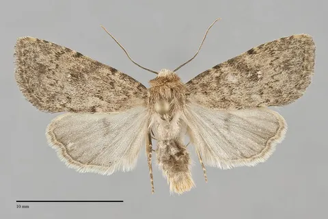 Homorthodes discreta