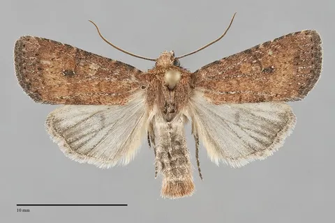Homorthodes furfurata