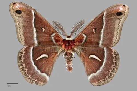 Hyalophora euryalus