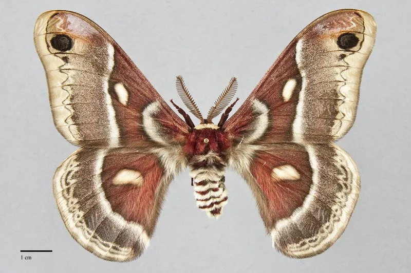 Hyalophora gloveri
