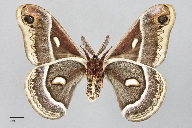 Hyalophora gloveri