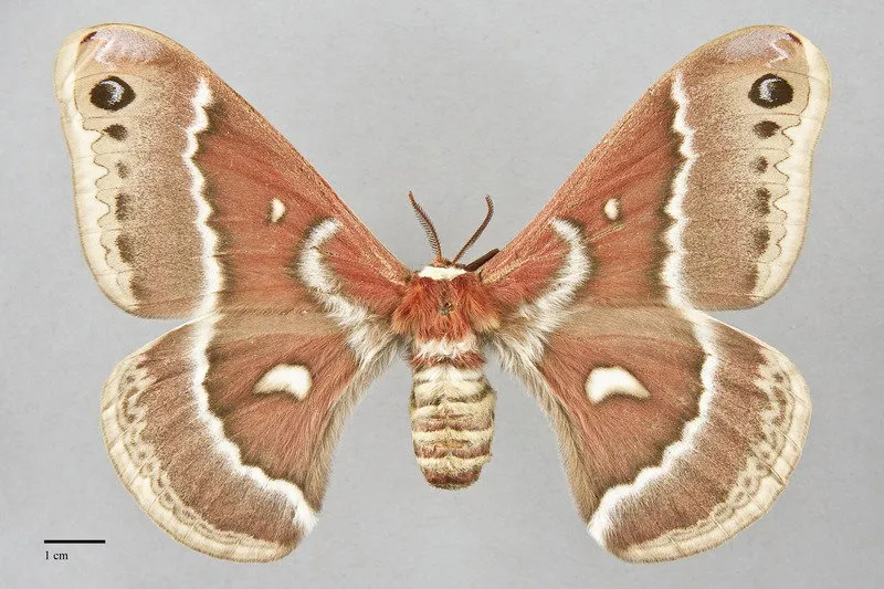 Hyalophora gloveri