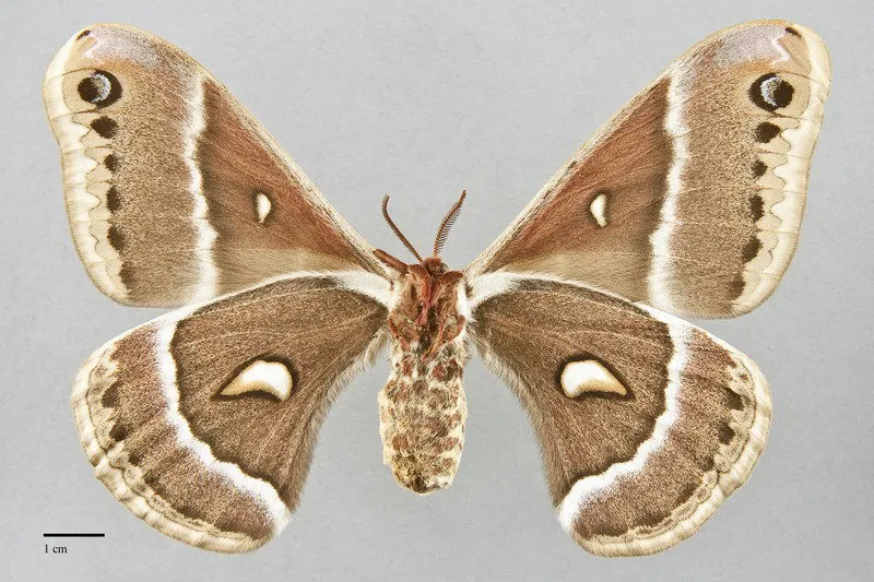Hyalophora gloveri