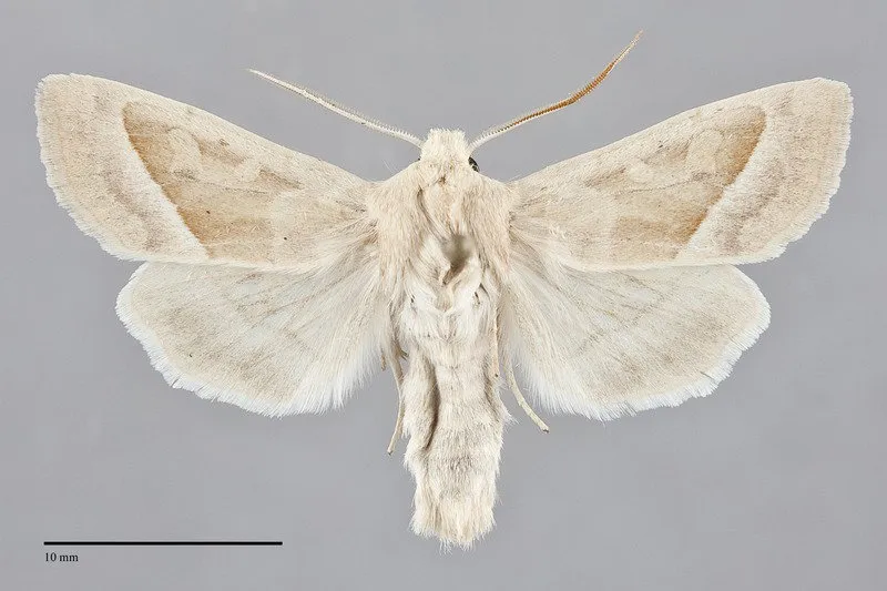 Hydraecia medialis