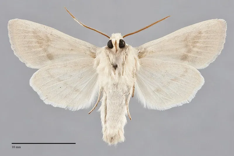 Hydraecia medialis