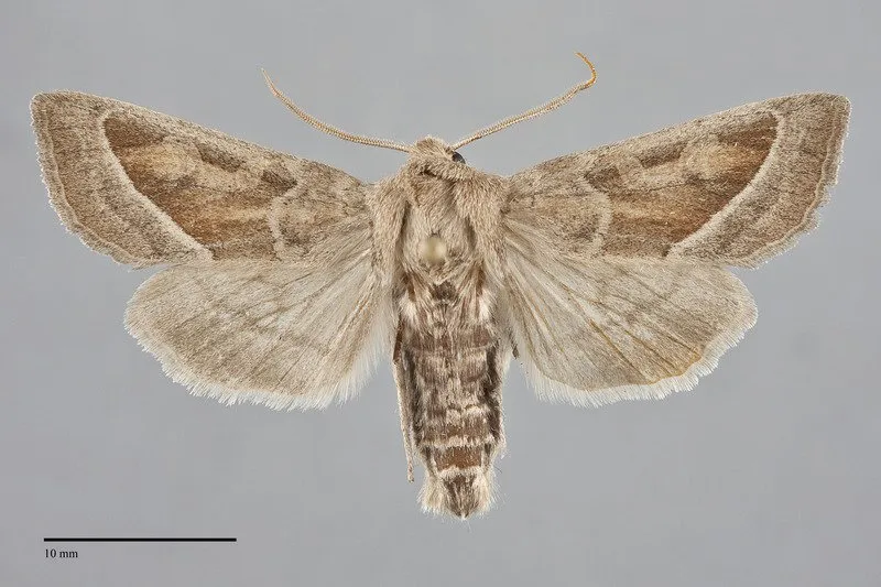 Hydraecia medialis