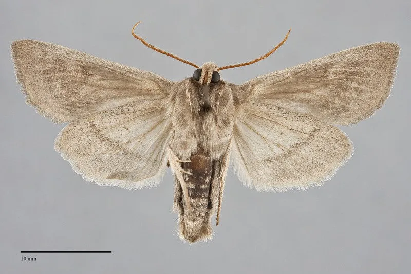 Hydraecia medialis