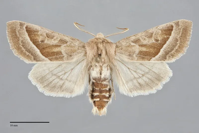 Hydraecia medialis