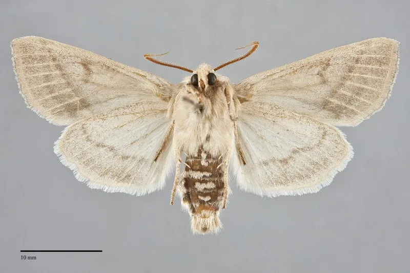 Hydraecia medialis