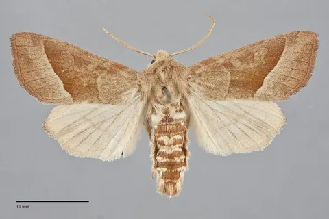 Hydraecia obliqua