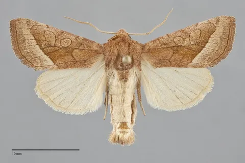Hydraecia perobliqua