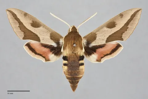 Hyles euphorbiae
