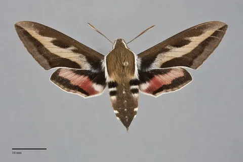 Hyles gallii