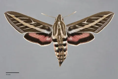 Hyles lineata