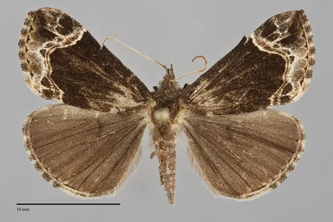 Hypena abalienalis
