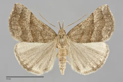 Hypena atomaria