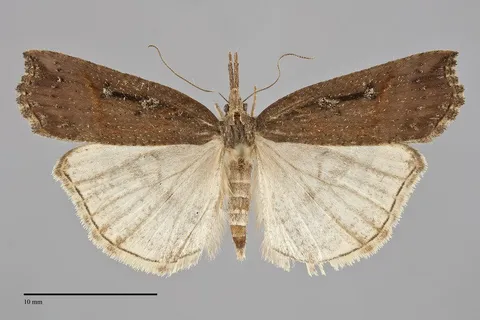 Hypena californica