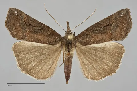 Hypena decorata