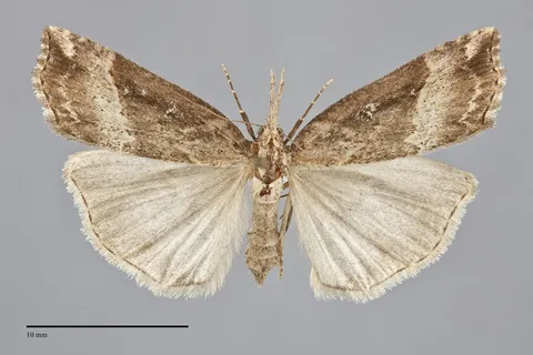Hypena modestoides