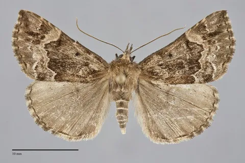 Hypena palparia