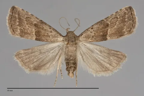 Hypenodes fractilinea