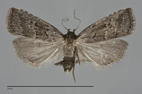 Hypenodes sombrus