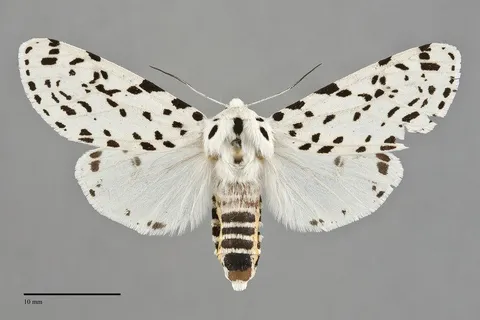 Hypercompe permaculata