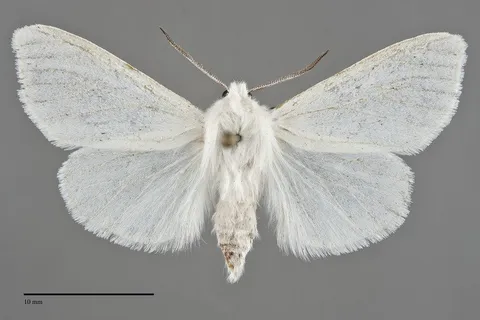 Hyphantria cunea