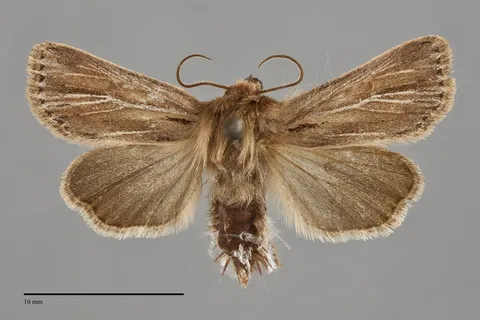 Hypocoena basistriga