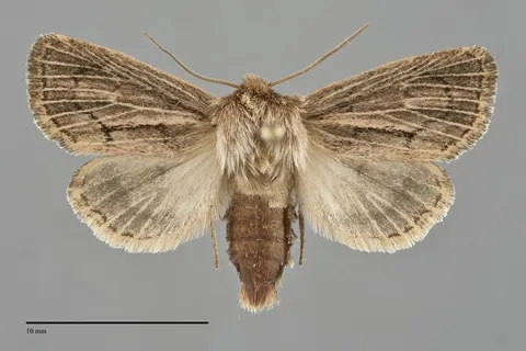 Hypocoena inquinata