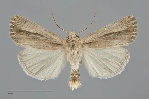 Hypocoena rufostrigata
