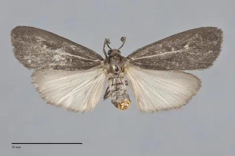 Hypoprepia inculta