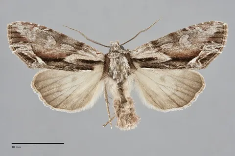 Hyppa contrasta