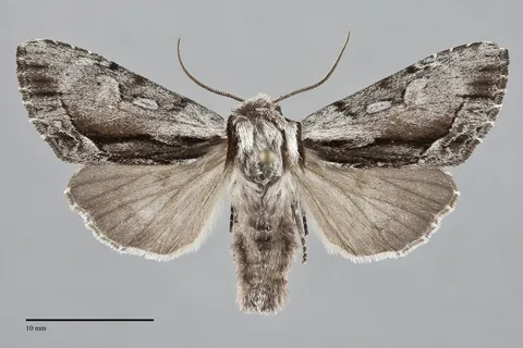 Hyppa indistincta