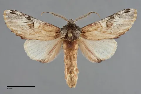 Ianassa pallida