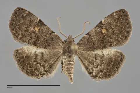 Idia aemula