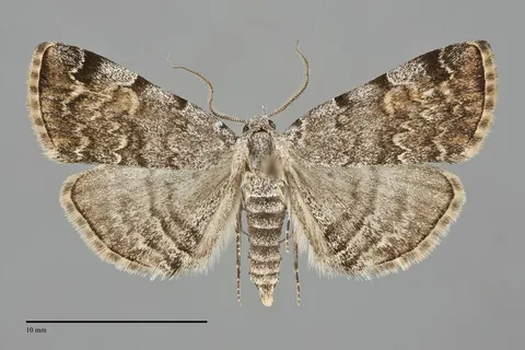 Idia americalis