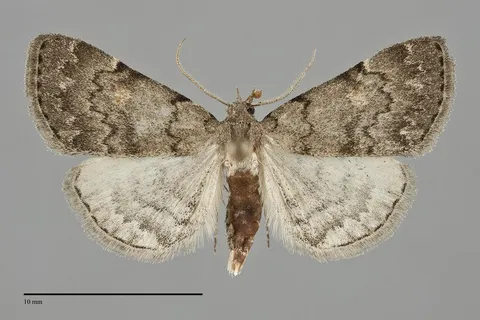 Idia "concisa"