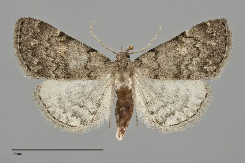 Idia "concisa"