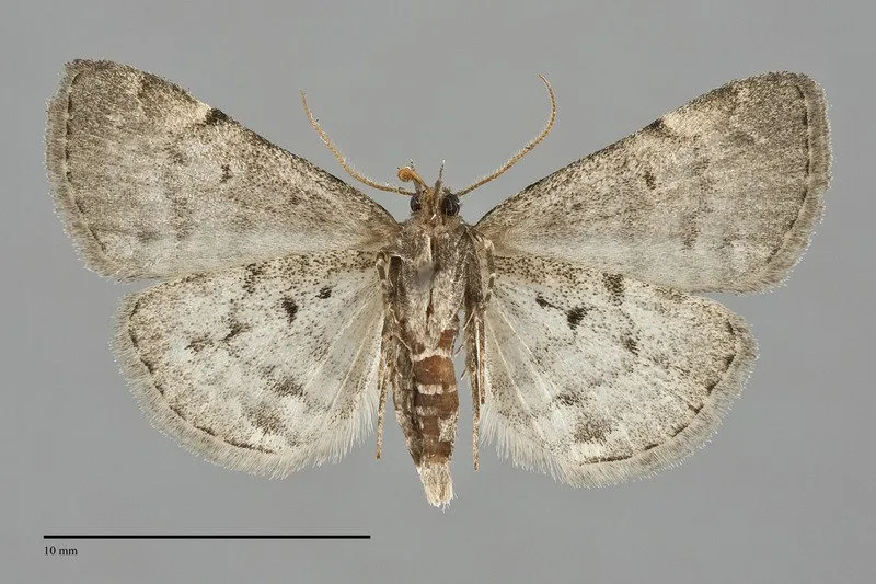 Idia "concisa"