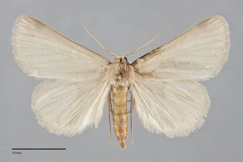Idia immaculalis