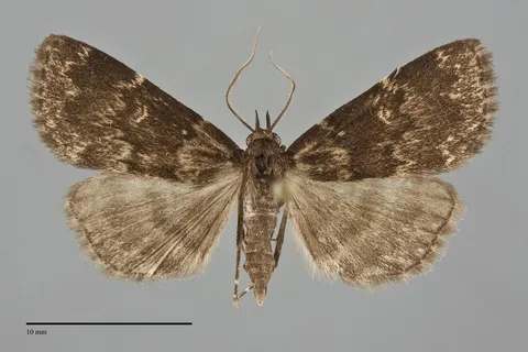 Idia lubricalis
