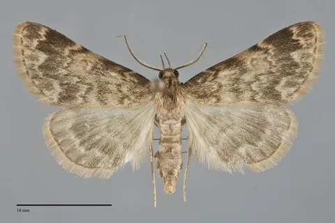Idia occidentalis